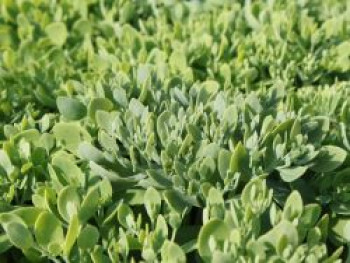 Prächtiges Fettblatt &#8218;Iceberg&#8216;, Sedum spectabile &#8218;Iceberg&#8216;, Topfware