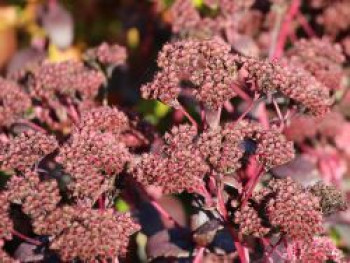 Prächtiges Fettblatt &#8218;Purple Emperor&#8216;, Sedum spectabile &#8218;Purple Emperor&#8216;, Topfware