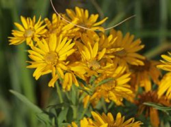 Prächtiges Goldauge &#8218;Sunshine&#8216;, Chrysopsis spiciosa &#8218;Sunshine&#8216;, Topfware