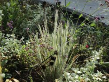 Präriegras 'Ha Ha Tonka', Schizachyrium scoparium 'Ha Ha Tonka', Topfware