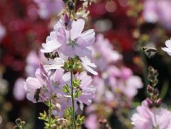 Präriemalve 'Elsie Heugh', Sidalcea malviflora 'Elsie Heugh', Topfware