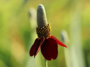 Präriesonnenhut, Ratibida columnifera fo. pulcherrima, Topfware