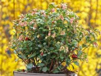 Preiselbeere &#8218;Fireballs&#8216; / &#8218;Lirome&#8216;, Vaccinium vitis-idaea &#8218;Fireballs&#8216; / &#8218;Lirome&#8216;, Containerware