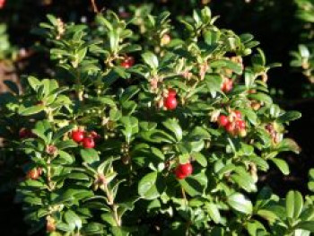 Preiselbeere &#8218;Koralle&#8216;, Vaccinium vitis-idaea &#8218;Koralle&#8216;, Topfware