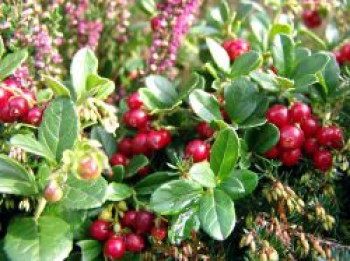 Preiselbeere, 10-20 cm, Vaccinium vitis-idaea, Containerware