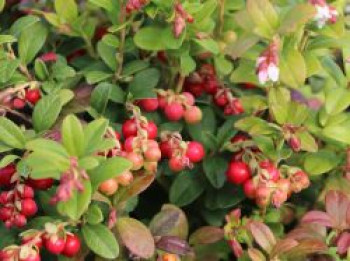 Preiselbeere Miss Cherry ® &#8218;Meliro&#8216;, 10-20 cm, Vaccinium vitis-idaea Miss Cherry ® &#8218;Meliro&#8216;, Containerware