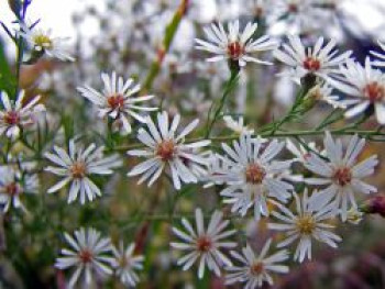 Pringleis Aster 'Monte Cassino', Aster pringlei 'Monte Cassino', Topfware