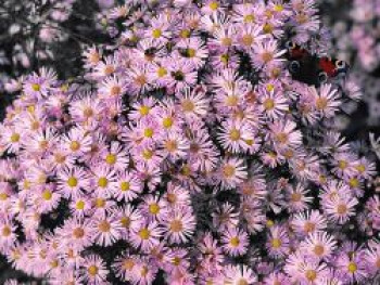 Pringleis-Aster &#8218;Pink Star&#8216;, Aster pringlei &#8218;Pink Star&#8216;, Topfware