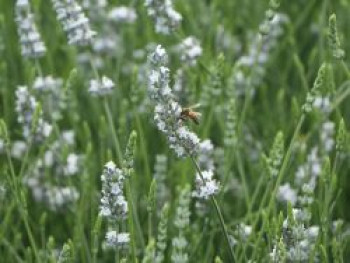 Provence-Lavendel 'Edelweiß', Lavandula x intermedia 'Edelweiß', Containerware