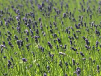 Provence-Lavendel &#8218;Essence Purple&#8216;, Lavandula angustifolia &#8218;Essence Purple&#8216;, Topfware