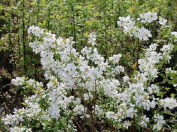 Prunkspiere 'Blushing Pearl', 60-80 cm, Exochorda racemosa 'Blushing Pearl', Containerware