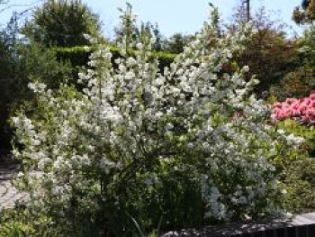 Prunkspiere &#8218;Niagara&#8216;, 30-40 cm, Exochorda racemosa &#8218;Niagara&#8216;, Containerware