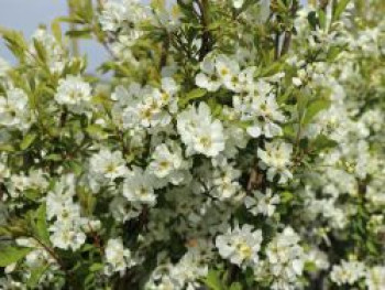 Prunkspiere &#8218;Snow Mountain&#8216;, 60-80 cm, Exochorda racemosa &#8218;Snow Mountain&#8216;, Containerware