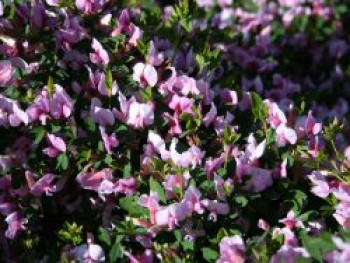 Purpur-Ginster / Rosenginster, 20-30 cm, Cytisus purpureus, Containerware