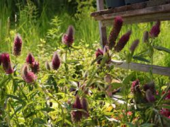 Purpur-Klee, Trifolium rubens, Topfware