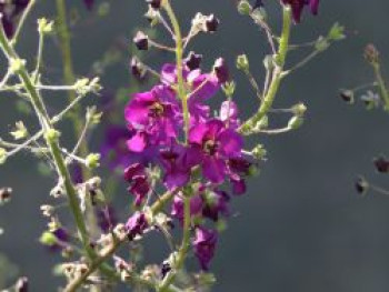 Purpur Königskerze &#8218;Violetta&#8216;, Verbascum phoeniceum &#8218;Violetta&#8216;, Topfware