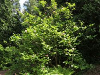 Purpur-Magnolie 'Jane', 40-60 cm, Magnolia liliiflora 'Jane', Containerware