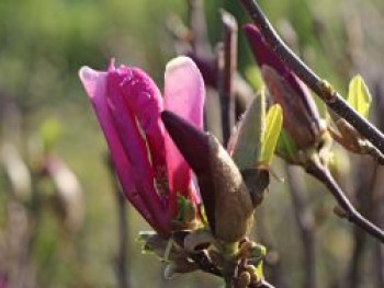 Purpur-Magnolie 'Susan', 125-150 cm, Magnolia liliiflora 'Susan', Containerware