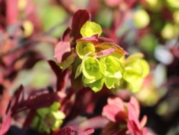 Rotblättrige Wolfsmilch &#8218;Purpurea&#8216;, Euphorbia amygdaloides &#8218;Purpurea&#8216;, Topfware