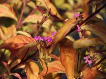 Purpur-Schönfrucht / Liebesperlenstrauch &#8218;Issai&#8216;, 40-60 cm, Callicarpa dichotoma &#8218;Issai&#8216;, Containerware