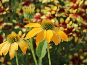 Purpur-Sonnenhut / Roter Scheinsonnenhut &#8218;Harvest Moon&#8216;, Echinacea purpurea &#8218;Harvest Moon&#8216;, Topfware