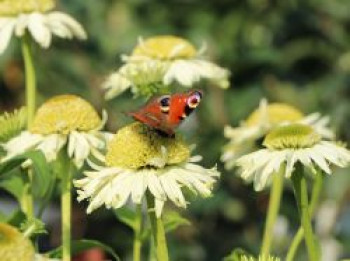 Purpur-Sonnenhut &#8218;Vanilla Cupcake&#8216; ®, Echinacea purpurea &#8218;Vanilla Cupcake&#8216; ®, Topfware