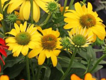 Purpur-Sonnenhut 'Yellow Passion', Echinacea purpurea 'Yellow Passion', Topfware