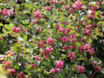 Purpurbeere / Knallerbsenstrauch &#8218;Amethyst&#8216; ®, 30-40 cm, Symphoricarpos doorenbosii &#8218;Amethyst&#8216; ®, Containerware