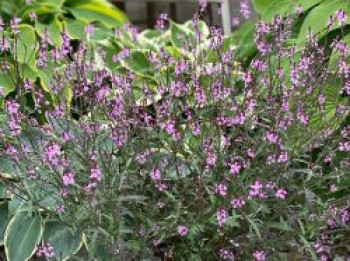 Purpurblättriges Eisenkraut 'Bampton', Verbena officinalis var. grandiflora 'Bampton', Topfware