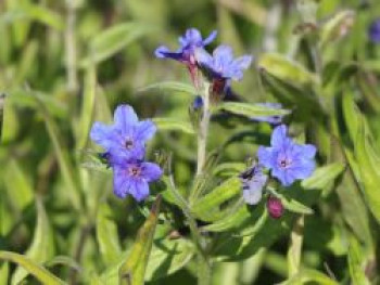 Purpurblauer Steinsame, Buglossoides purpurocaerulea, Topfware