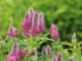 Purpurblühender Klee &#8218;Red Feather&#8216;, Trifolium rubens &#8218;Red Feather&#8216;, Topfware