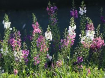 Purpurblütige Königskerze, Verbascum phoeniceum, Topfware