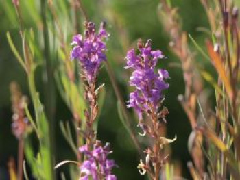 Purpurblütiges Leinkraut, Linaria purpurea, Topfware