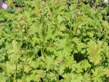 Purpurglöckchen 'Apple Crisp', Heuchera x cultorum 'Apple Crisp', Topfware