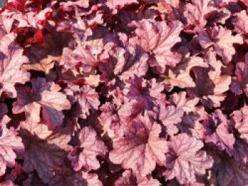 Purpurglöckchen &#8218;Berry Smoothie&#8216; ®, Heuchera villosa &#8218;Berry Smoothie&#8216; ®, Topfware