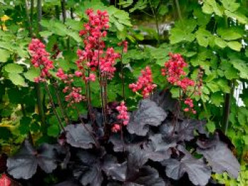 Purpurglöckchen &#8218;Black Forest Cake&#8216;, Heuchera &#8218;Black Forest Cake&#8216;, Topfware