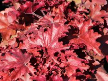Purpurglöckchen 'Chateau Rouge', Heuchera 'Chateau Rouge', Containerware