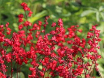 Purpurglöckchen &#8218;Coral Forest&#8216; ®, Heuchera sanguinea &#8218;Coral Forest&#8216; ®, Topfware