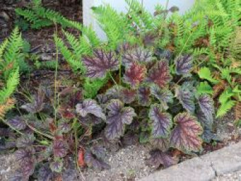 Purpurglöckchen 'Dale's Strain', Heuchera americana 'Dale's Strain', Topfware