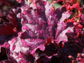 Purpurglöckchen &#8218;Forever Purple&#8216;, Heuchera x cultorum &#8218;Forever Purple&#8216;, Topfware