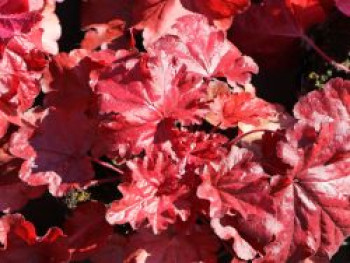 Purpurglöckchen 'Forever Red' ®, Heuchera x cultorum 'Forever Red' ®, Topfware