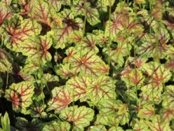 Purpurglöckchen &#8218;Green Spice&#8216;, Heuchera americana &#8218;Green Spice&#8216;, Topfware