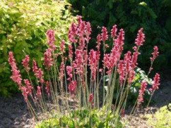 Purpurglöckchen &#8218;Leuchtkäfer&#8216;, Heuchera sanguinea &#8218;Leuchtkäfer&#8216;, Topfware