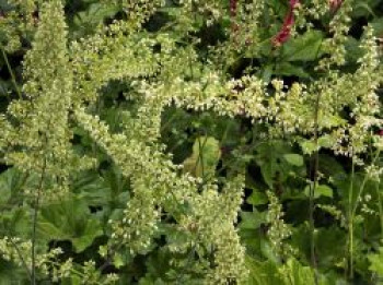 Purpurglöckchen, Heuchera villosa var. macrorrhiza, Topfware