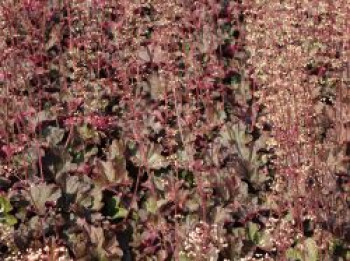 Purpurglöckchen 'Mocha', Heuchera micrantha 'Mocha', Topfware
