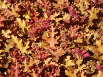 Purpurglöckchen 'Orangeberry', Heuchera x cultorum 'Orangeberry', Topfware