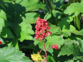 Purpurglöckchen 'Pluie de Feu', Heuchera x brizoides 'Pluie de Feu', Topfware