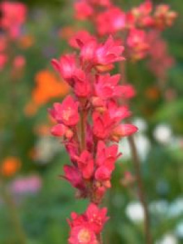 Purpurglöckchen 'Pruhoniciana', Heuchera x brizoides 'Pruhoniciana', Topfware