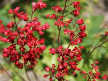 Purpurglöckchen &#8218;Ruby Bells&#8216;, Heuchera sanguinea &#8218;Ruby Bells&#8216;, Topfware