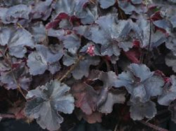 Purpurglöckchen &#8218;Timeless Night&#8216;, Heuchera villosa var. macrorrhiza &#8218;Timeless Night&#8216;, Topfware